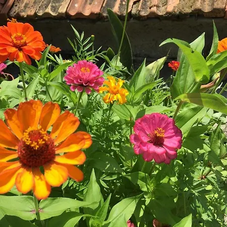 Casa Il Giardino Apartment Riotorto